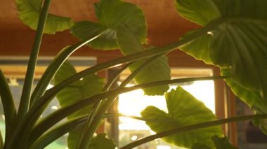 Impressive growth of alocasia odora pot plant with lush green leaves. Beautiful exotic houseplant thriving in home jungle. Amazing leaf texture and structure of upright tropical flower