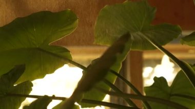 Kalın ve gür yeşil alocasia odora yaprakları ferahlatıcı su püskürtüyor. Egzotik ormanlarda daha sağlıklı ve gelişen bitkiler için hava nemi artıyor. Kapalı bitki bakımı sırasında altın ışık