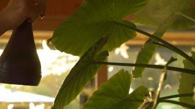 Kalın ve gür yeşil alocasia odora yaprakları ferahlatıcı su püskürtüyor. Egzotik ormanlarda daha sağlıklı ve gelişen bitkiler için hava nemi artıyor. Kapalı bitki bakımı sırasında altın ışık