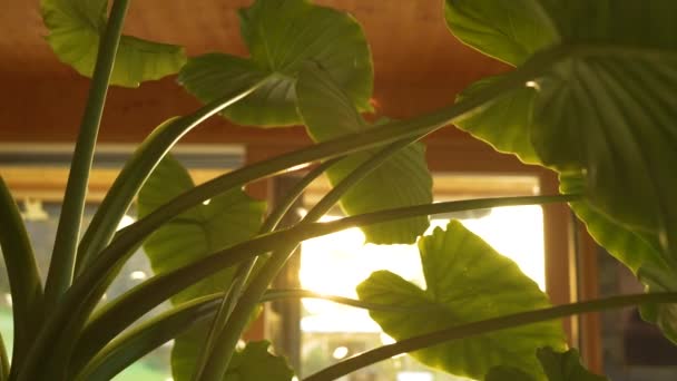 Впечатляющий Рост Алоказия Запаха Горшок Растение Пышными Зелеными Листьями Красивый — стоковое видео