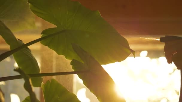 Bold Lush Green Alocasia Odora Leaves Refreshing Water Spraying Increasing — Wideo stockowe