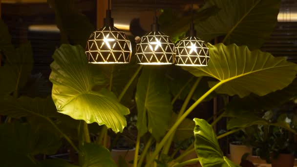 Gorgeous Night Scented Lily Illuminated Stylish Ceiling Lights Beautiful Potted — Video Stock