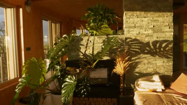Bright Sunlight Shining Big Monstera Spathiphyllum Plants Home Jungle Striking — ストック動画