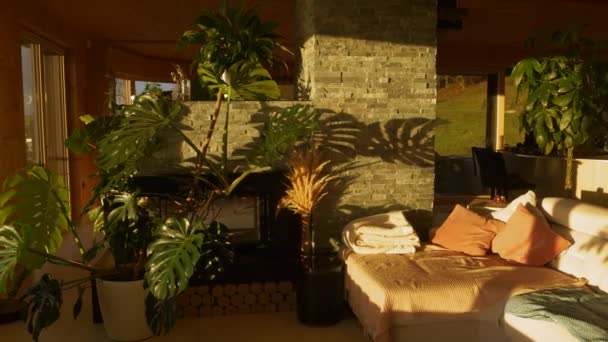 Bright Sunlight Shining Big Monstera Spathiphyllum Plants Home Jungle Striking — Stockvideo