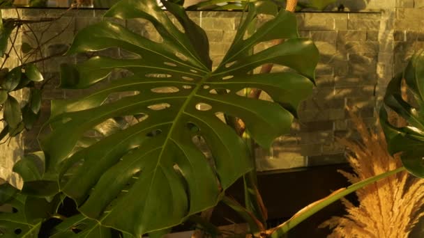 朝の光の中で繁栄した観葉植物で満たされたリビングルームの緑豊かなコーナー エキゾチックな鉢植えの印象的な成長と大胆な緑 ジャングルの雰囲気のための印象的な花でいっぱいのリビングルーム — ストック動画