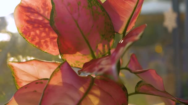 Stunning Variegated Green Pink Leaves Aglaonema Pink Anyamanee Morning Sun — Vídeos de Stock