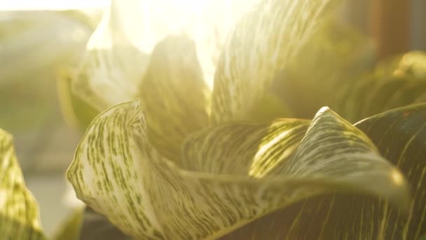 Raggi Sole Del Mattino Brillano Attraverso Bel Fogliame Philodendron Birkin — Video Stock