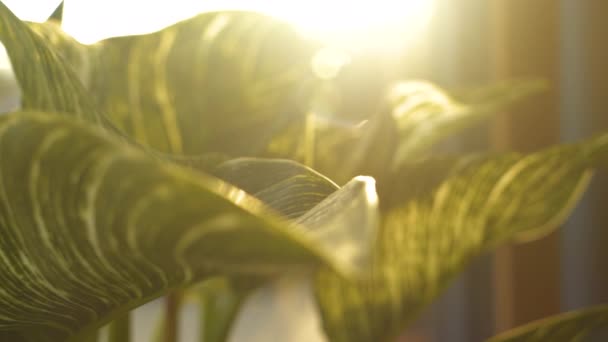 清晨的阳光透过菲洛登龙伯金美丽的叶子照耀着 印象深刻的Philodendron白浪盆栽植物 叶色深绿色 带白色条纹 令人叹为观止 — 图库视频影像