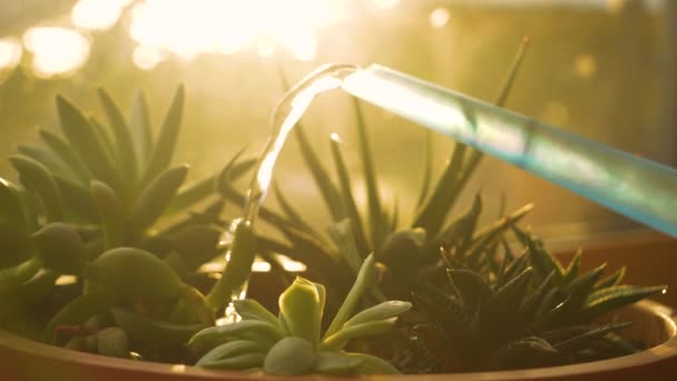 Nefis Sulu Bitkiler Sabah Güneşiyle Sulanıyor Daha Sağlıklı Gelişen Bir — Stok video