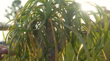 CLOSE UP, LENS FLARE: Human hand trims dried leaves of lush growing Ponytail Palm. Golden sunlight peeking through long curly leaves of stunning Elephant's foot houseplant while cutting dry foliage.
