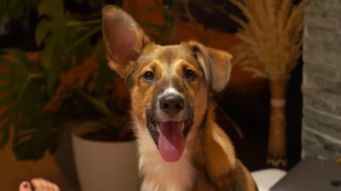 Sevimli genç melez köpek yavrusu oturuyor ve kameraya bakıyor. Şirin köpek evde kalıp antrenman yapmayı öğreniyor. Kamera için poz veren yumuşak kulaklı sevimli bir arkadaş..