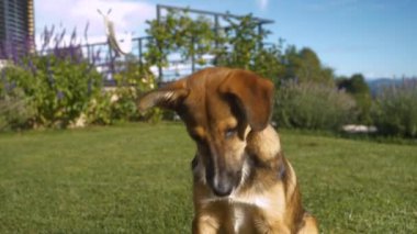 CLOSE UP: Lovely puppy gives paw and receives a reward at home dog training. Cute little mixed breed dog receives a tasty award when giving paw at obedience lesson on a sunny day in the backyard.