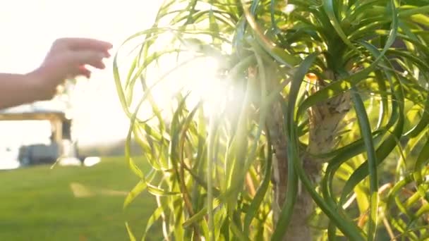 Close Lens Flare Cutting Dry Leaves Elephant Foot Plant Golden — Stockvideo