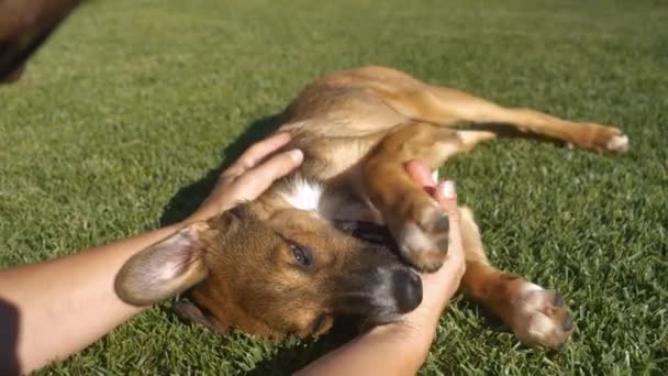 幼小的小狗在绿色花园草坪上玩耍 并与主人粘连在一起 可爱的混种狗躺在草地上咬人的手 加强友谊的狗与人之间的游戏 — 图库视频影像