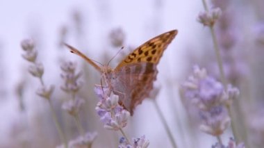 CLOSE UP, DOF: Striking view of fabriciana adippe butterfly on blooming lavender. Beautiful high brown fritillary butterfly with spotted and striped wings feeding with flower nectar in summer garden.