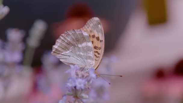 在盛开的薰衣草上放上高褐色的淡色蝴蝶 夏天的花园里 美丽的杜鹃蝶 长着褐色斑点 带条纹的翅膀 用花蜜喂食 — 图库视频影像