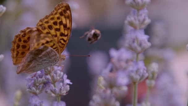 花薰衣草上美丽的高褐色淡黄蝴蝶 夏天的花园里 有着褐色斑点和带条纹的翅膀 用花蜜喂食着美丽的杜鹃蝴蝶 — 图库视频影像
