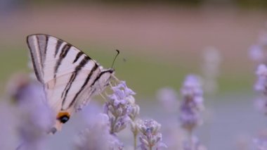 CLOSE UP, DOF: Gorgeous sail swallowtail butterfly on scented lavender flower. Beautiful pear-tree swallowtail butterfly with amazing creamy white wings feeding with nectar on flowering lavender.