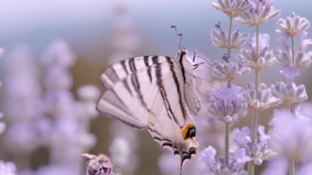 Close Dof Spectacular View Scarce Swallowtail Visiting Lavender Flower Beautiful — Vídeo de stock