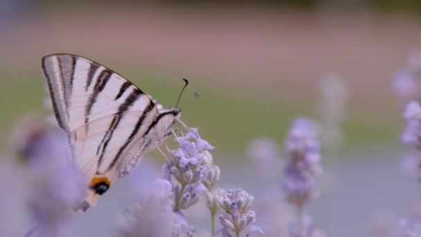 Close Dof Чудова Вітрильна Ластівка Метелик Ароматі Квітки Лаванди Красива — стокове відео