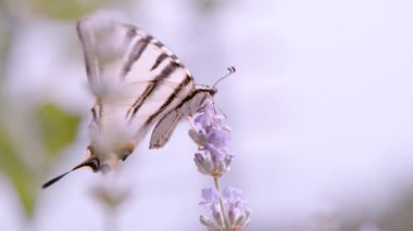 CLOSE UP, DOF: Stunning view of pear-tree swallowtail feeding on lavender flower. Beautiful sail swallowtail butterfly with amazing creamy white wings visiting bluish-purple blooming lavender plant.
