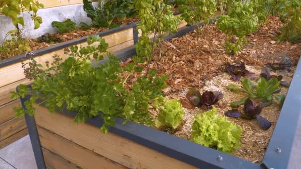 木製の庭は緑豊かな自家栽培の有機野菜とハーブでベッドを上げました 現代のパーマカルチャーは 適切に配置された裏庭のスペースと成長する健康的な野菜や芳香族スパイスのためのベッドガーデニングを調達 — ストック動画