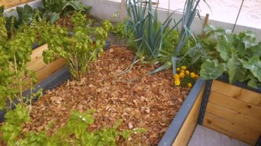 Yeşillendirilmiş organik sebzeler ve aromatik baharatlar. Modern permakültür, güzel arka bahçeler ve sağlıklı sebzeler ve aromatik baharatlar için bahçıvanlık..
