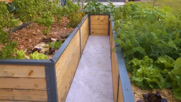 Bujná Domácí Ekologická Zelenina Byliny Vzkvétající Záhonech Zahradě Moderní Permaculture — Stock video