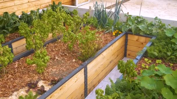 有機野菜と芳香のあるスパイスでいっぱいの庭のベッドを上げました 美しい裏庭のスペースのための近代的なパーマカルチャー飼育ベッドのガーデニングと健康的な野菜や芳香族スパイスを栽培 — ストック動画