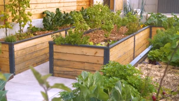 Pěkně Uspořádaná Permakultura Zvedla Záhonovou Zahradu Kvetoucími Zeleninami Bylinkami Moderní — Stock video
