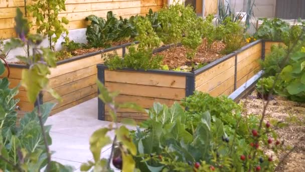 美しいパーマカルチャーが盛んな野菜やハーブとベッドの庭を調達しました 家庭の裏庭で健康的な有機野菜や芳香族スパイスの生産と成長のための近代的な飼育ベッドの園芸 — ストック動画