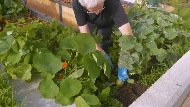Elderly Woman Picks Fresh Ripe Kohlrabi Lush Raised Bed Vegetable — Videoclip de stoc