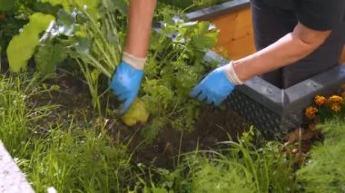 Female hands uprooting fresh ripe kohlrabi from raised bed vegetable garden. Harvesting of organic 