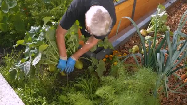 Senior Lady Harvesting Ripe Kohlrabi Her Flourishing Raised Bed Garden — 图库视频影像