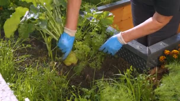 Female Hands Uprooting Fresh Ripe Kohlrabi Raised Bed Vegetable Garden — Vídeo de stock