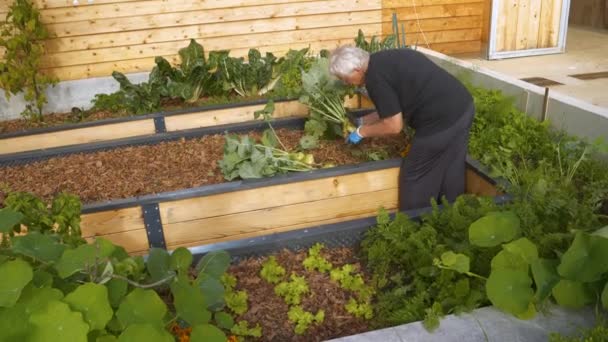 Caring Elderly Woman Cleans Bountiful Crop Freshly Picked Organic Kohlrabi — Stock Video