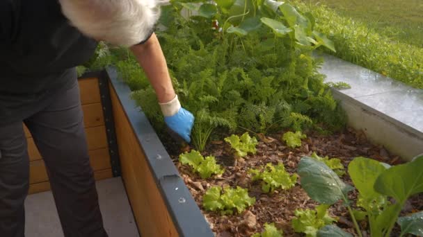 Close Older Woman Uprooting Ripe Vibrant Orange Carrot Raised Bed — Stock Video