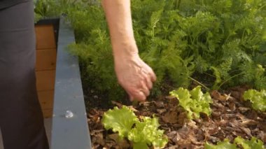 CLOSE UP: Gentle hands uprooting big ripe orange carrot from raised bed garden. Bountiful summer harvest of healthy and organic vegetable grown in thriving permaculture raised-bed garden in backyard.