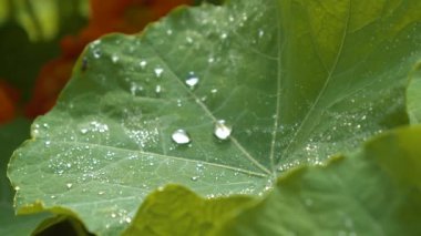 MACRO, DOF: Spring raindrops covering a green leaf of Tropaeolum majus plant. Beautiful capuchin flower leaf with amazing vein pattern and numerous drops. Refreshing rain watering growing flowers.