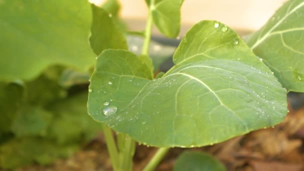 Close Dof Drops Green Leaf Brussels Sprouts Seedling Summer Rain — Stockvideo