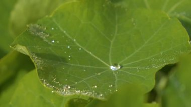 MACRO, DOF: Sparkling drops on a green capuchin flower leaf after summer rain. Beautiful garden nasturtium leaf with amazing vein pattern and numerous drops. Refreshing rain watering growing flowers.