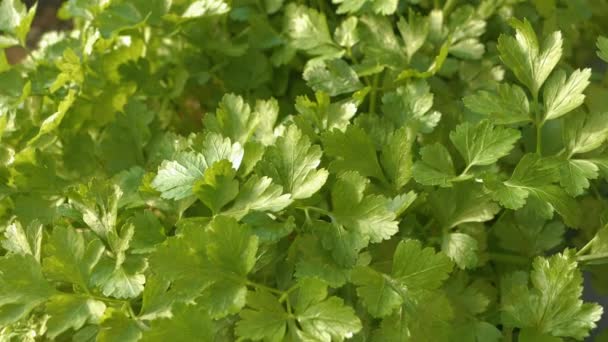 Close Dof Lush Growing Italian French Parsley Summer Herb Garden — Vídeo de Stock