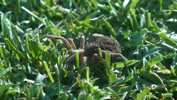 雌性狼疮狼疮带着小蜘蛛宝宝在她的腹部 狼蜘蛛在修剪的绿色草坪上 背上背着孩子 在花园里猎杀食肉动物的食肉动物 — 图库视频影像