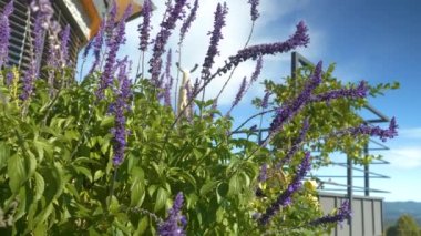 CLOSE UP: Beautiful and lush purple flowering Mexican bush sage in sunny backyard. Gorgeous ornamental flower attracting butterflies, bees and hummingbirds. Colorful plant blooming in summer garden.