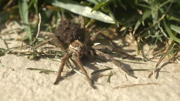 Close Tarantula Wolf Spider Carrying Little Spiderlings Her Abdomen Lycosa — Wideo stockowe