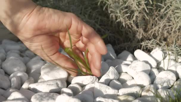 Yetişkin Kadın Eli Ekilmiş Çakıl Çiçeklerinden Otları Söküyor Yazın Istenmeyen — Stok video