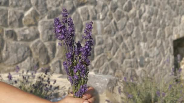 Close Gardener Holding Bunch Blooming Lavender Visiting Bumblebee Authentic Genuine — Vídeo de Stock