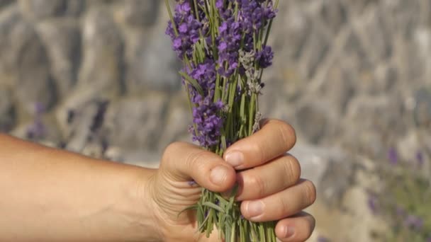 Close Blooming Lavender Held Gardener Attracts Visiting Bumblebee Authentic Genuine — 图库视频影像