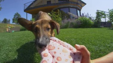 SLOW MOTION: Lovely puppy playing with pink valentine's pillow in sunny garden. Young and cute mixed breed dog playing tug-of-war with heart-shaped pillow. Furry canine friends always full of love.