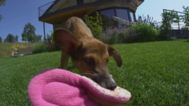 SLOW MOTION: Young furry friend pulling and playing with pink heart-shaped pillow. Adorable mixed breed dog at tug-of-war game with valentine's pillow. Four-legged canine friends always share the love